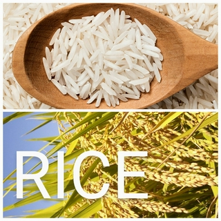 RICE / ಅಕ್ಕಿ / బియ్యము / അരി