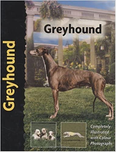 Greyhound (used, good condition)