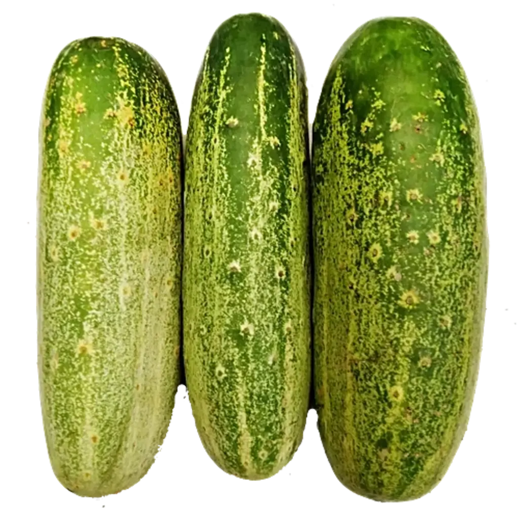 CUCUMBER DESI  (Kheera) 4 PC .450 TO 550 g