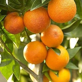 ORANGE NAGPUR (SANTRA) 4 PCS 450 - 550 g