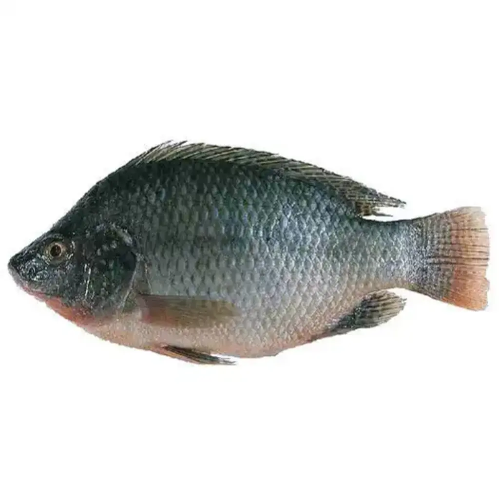 Mb Tilapia Fish