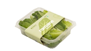 Romaine Lettuce
