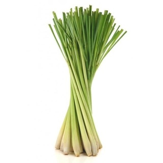 Lemon Grass 1 Pcs