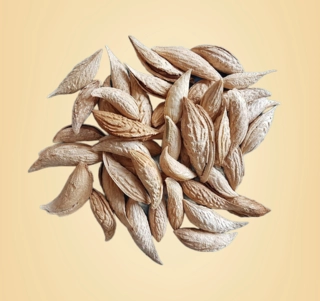 SITARBAI BADAM