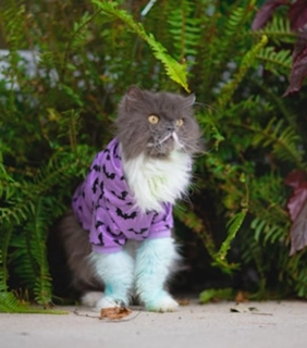 Bat Print Cat Hoodie