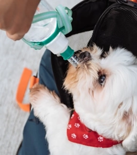 Portable Pet Water Bottle with No-Drip Spout