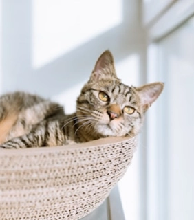 Woven Cat Lounger