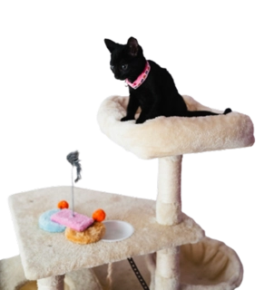 The Catbird Perch