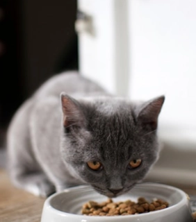 Ceramic Cat Bowl