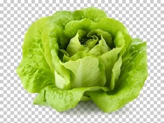 Lettuce