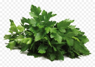 Coriander Leaves