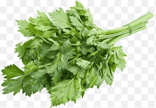 Celery Leaves