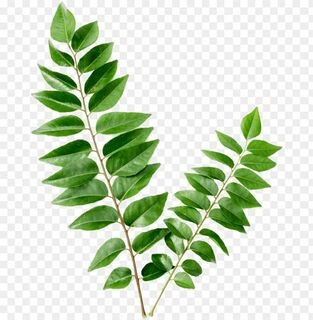 Curry Leaves