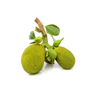 Baby Jack Fruit