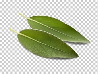 Agase Leaves