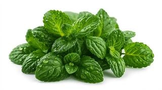 Mint (Pudina)