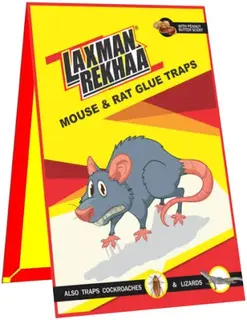 A Rat Glue Traps Big