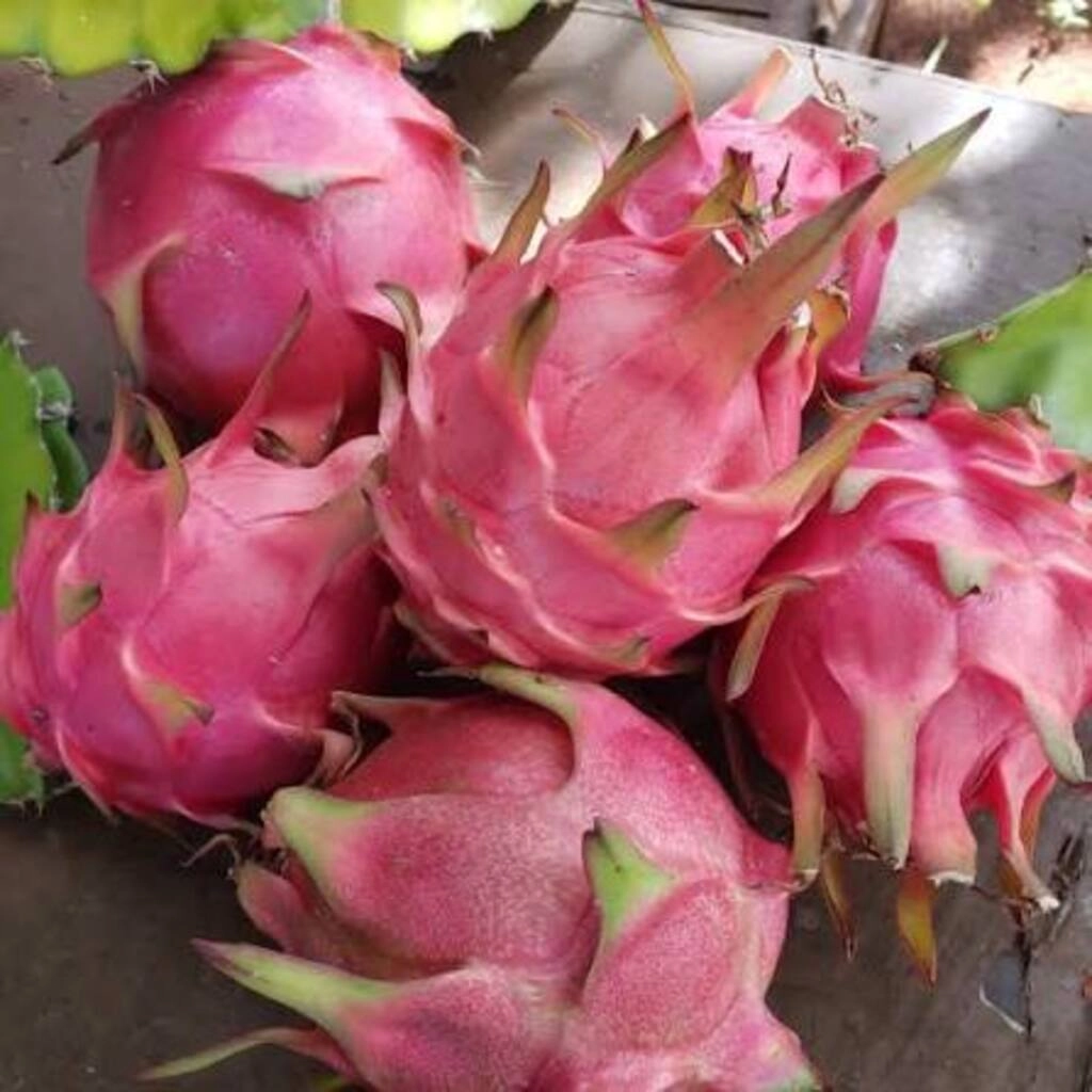dragon fruit 1 piece