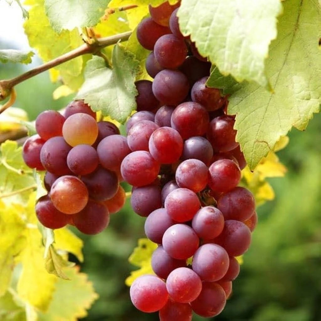 grapes (Red/black)