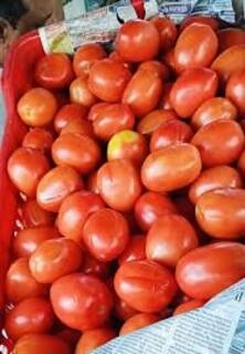 Tomato (Tamater)