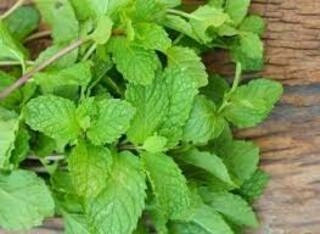 podina (Mint)