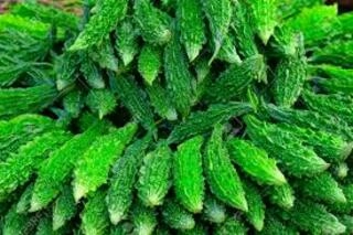 Karela (Bitter Gourd)