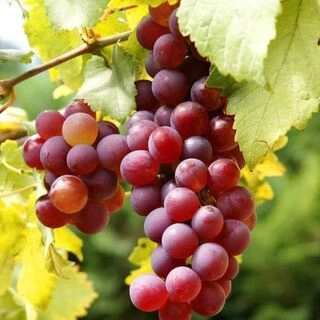 grapes (Red/black)