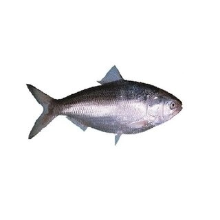 Hilsa / Palla Polasa (1kg to 1.5kg)