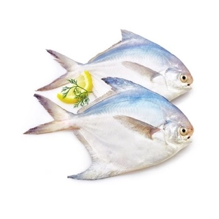 White Pomfret Whole 