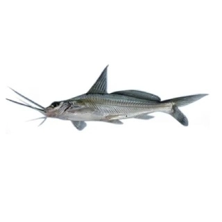White Tengra (12+ Count/ kg)