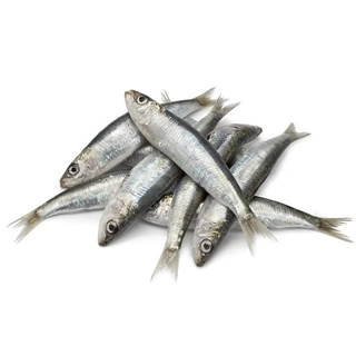 Sardine Whole 