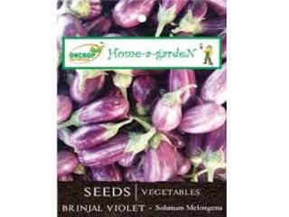 Oncrop Organic Brinjal Violetseeds