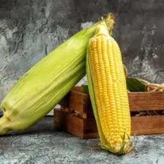 Fresh Sweet Corn American