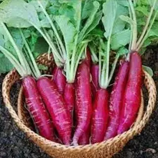 Radish Red
