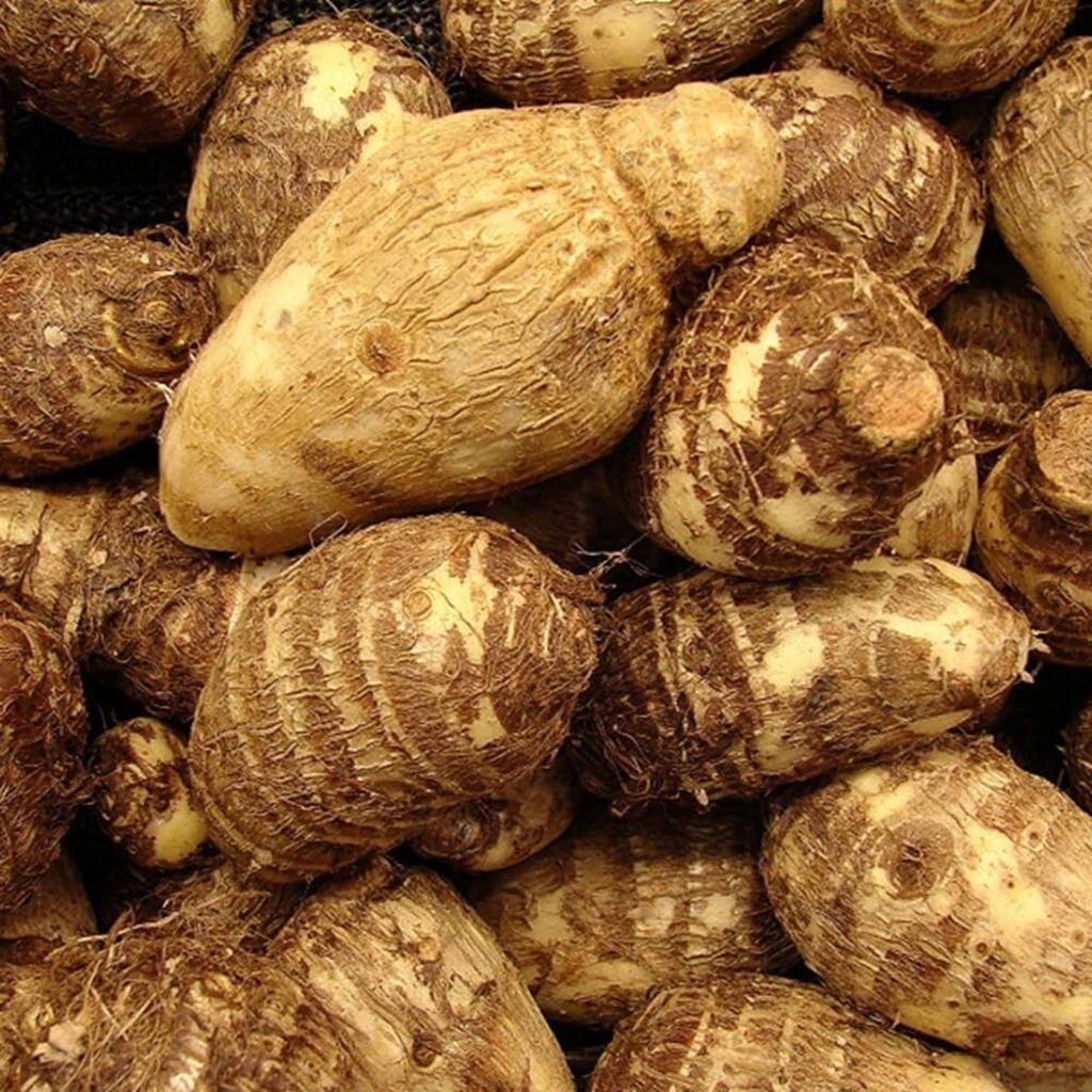 Colocasia