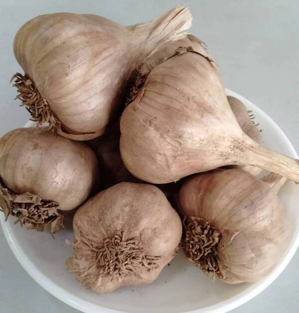 Hill Garlic
