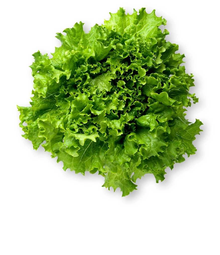 Green Lettuce