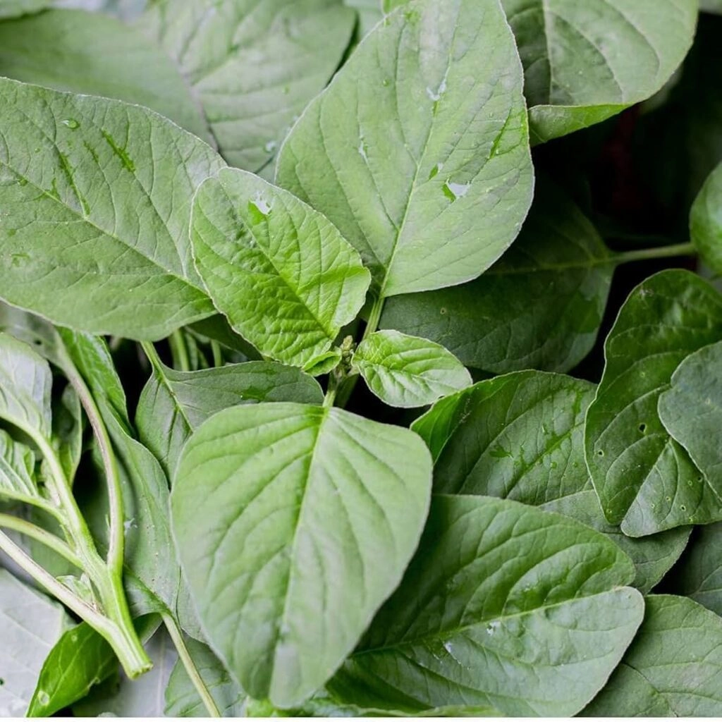 Amaranth Green