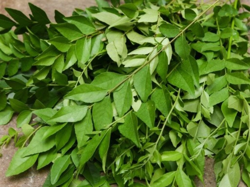 Curry Leaf