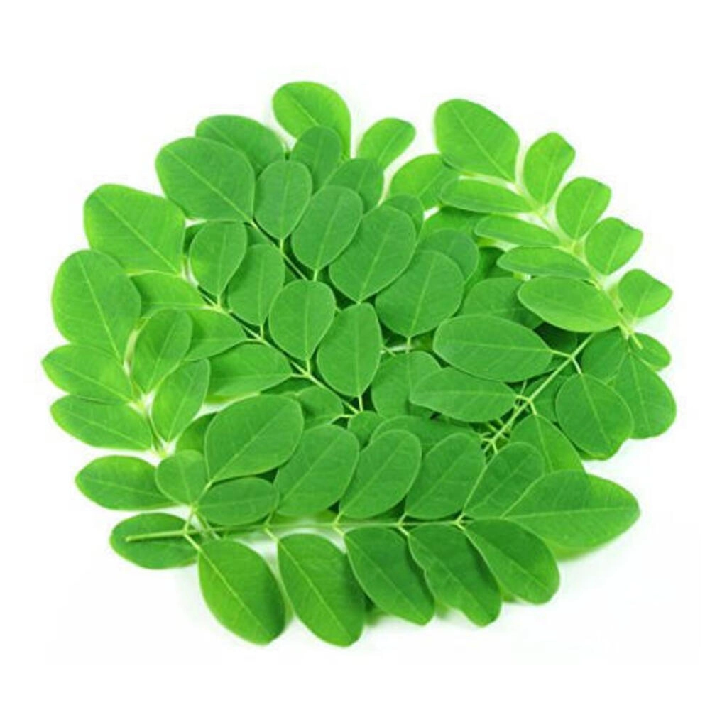 Moringa Keerai