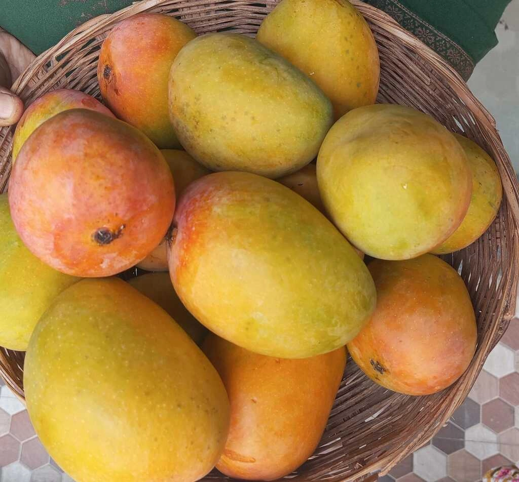 Alphonso Mango