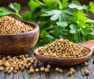 Coriander seeds