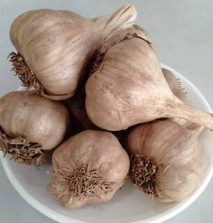 Hill Garlic