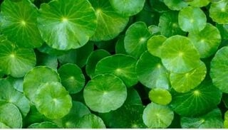 Vallarai(Brahmi)