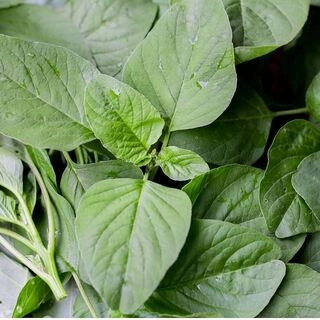 Amaranth Green