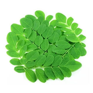 Moringa Keerai