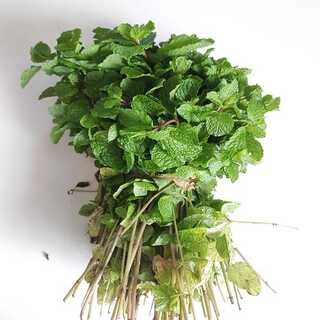 Mint Leaf