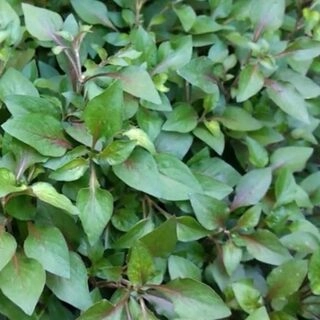 Ponnanganni Red