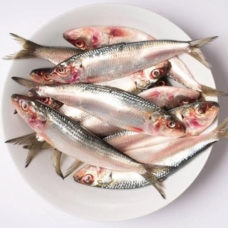 SARDINE / MATHI -500g