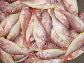 Kilimeen / Pink perch medium 500g